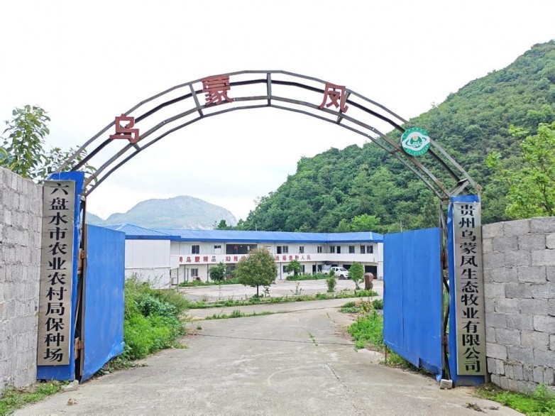 乌蒙凤鸡绝境重生：青年学子探访高原特色产业富民之路