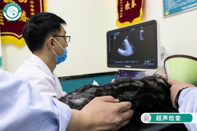 养宠就医怎么选？一站式综合机构推荐 —— 河南恒爱动物医院