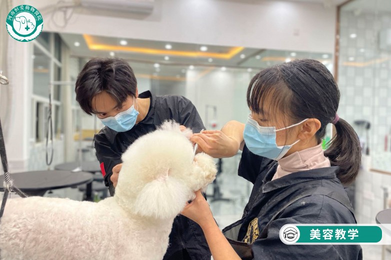 养宠就医怎么选？一站式综合机构推荐 —— 河南恒爱动物医院
